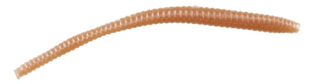 Immagine di Berkley Powerbait Trout Worm