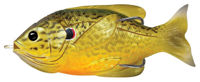 Immagine di Livetarget Hollow Belly Sunfish 
