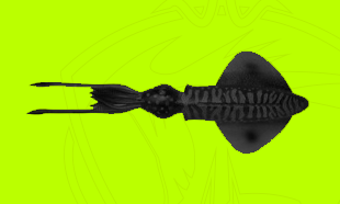 Immagine per la categoria Squid