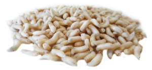 Bassstoreitaly Orsetti