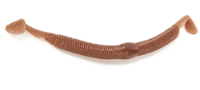 Picture of Molix Sneaky Worm