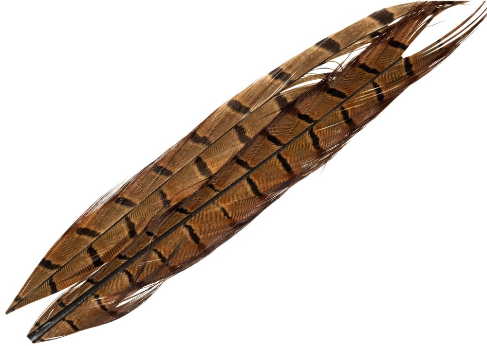 Picture of Pheasant Tail Feathers