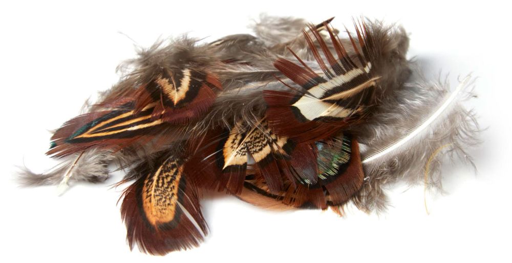Picture of Pheasant Feathers