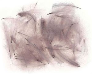 Picture of JMC Cul De Canard Feathers