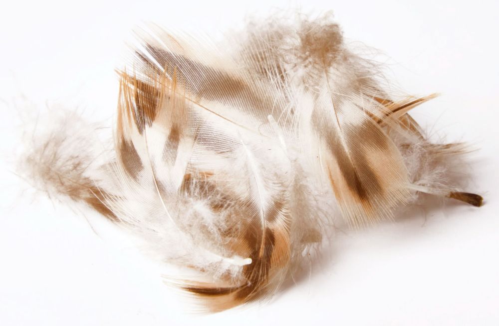 Picture of goose flank feathers