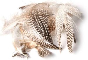 Picture of Duck feathers
